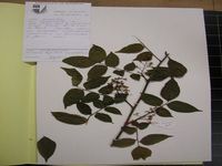 Herbarium sample